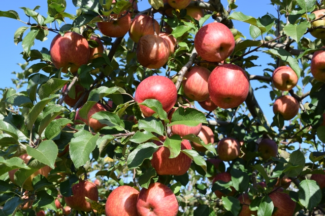 免疫力をつける冬の果物〜リンゴ〜